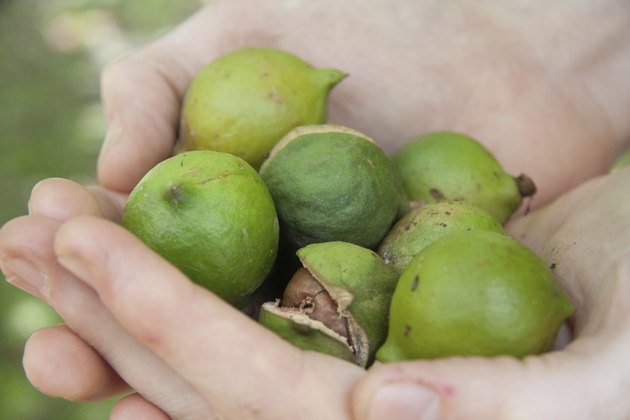 growing-macadamia-nuts-hunker