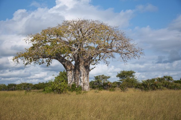 baobab tree in africa