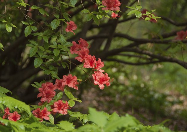 How Much Sun Do Azaleas Need? Hunker