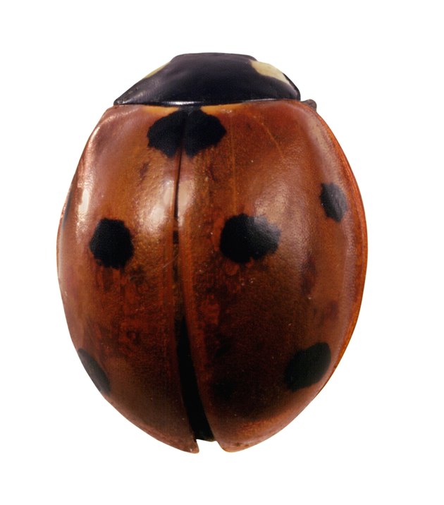 What Does Two Spots On A Ladybug Mean