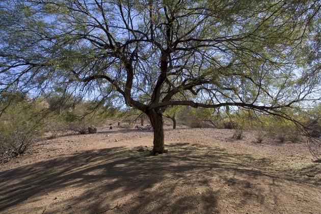 the-best-desert-shade-trees-in-arizona-hunker