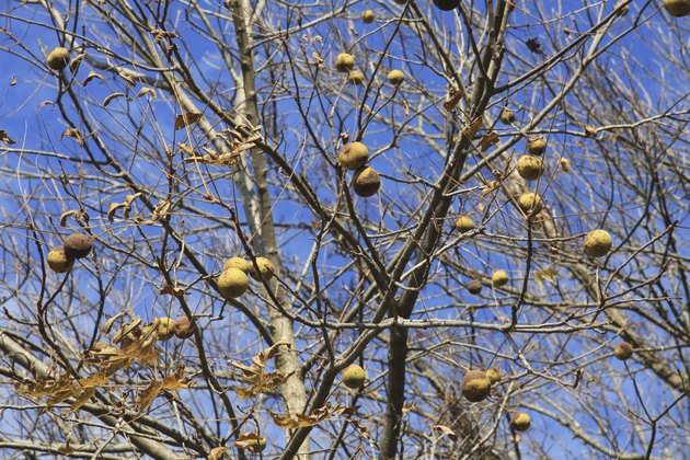 Black Walnut Tree