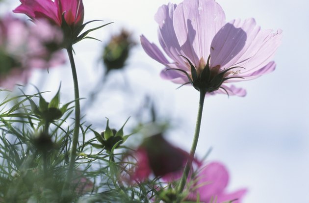 Pink flowers in a field