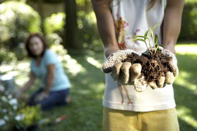 Girl (10-11) and senior woman in garden, girl holding seedling, mid section, close-up