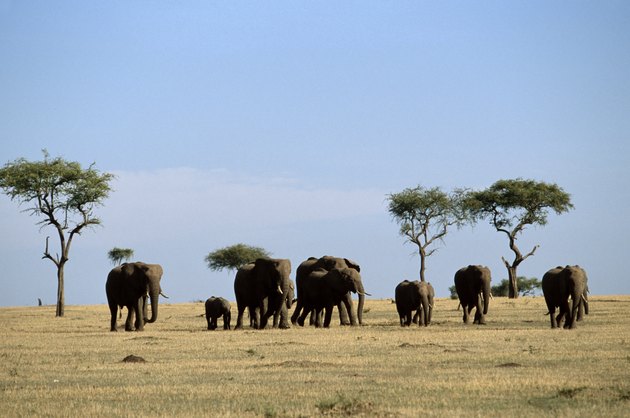 How Plants & Animals Rely on Each Other in the Desert | Hunker