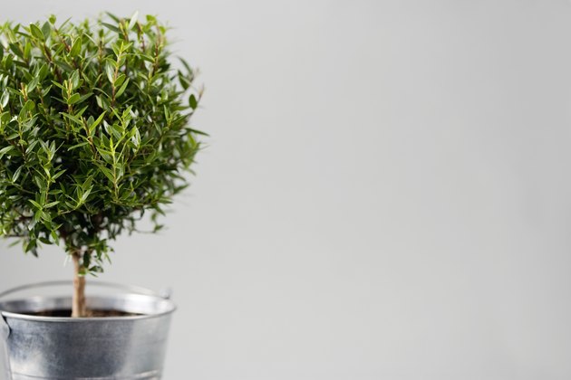 Topiary plant