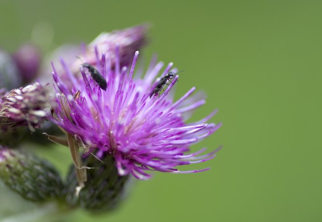 Creeping thistle