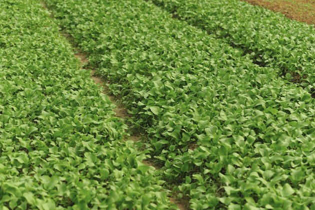 leaf mustard plantation