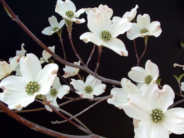 White Dogwood Abstract