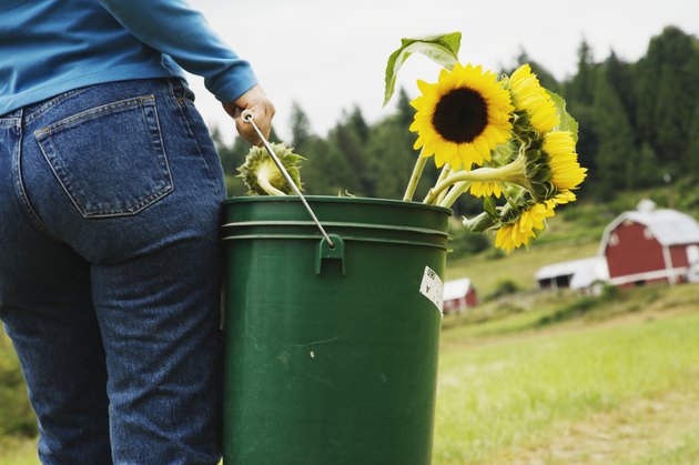 Woman carrying bucket of sunflowers on farm