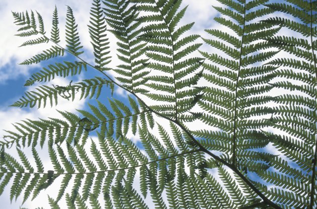 Fern leaves