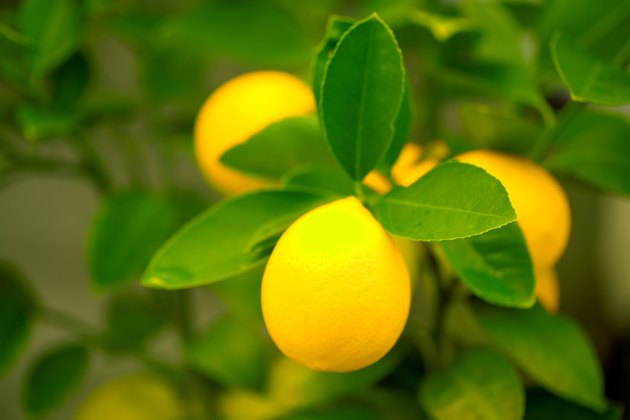 Lemons on a Tree