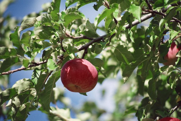 fruit-trees-recommended-for-south-carolina-hunker