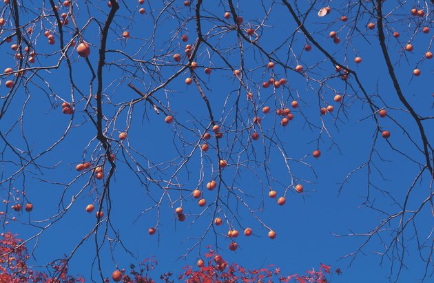 Branches of fruit tree