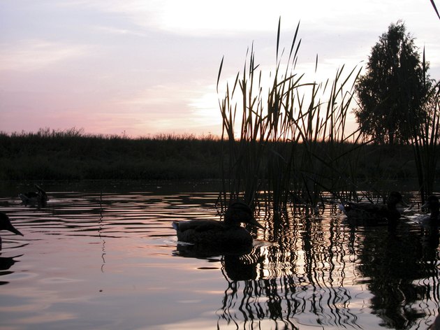 Duck on placid lake at sunrise