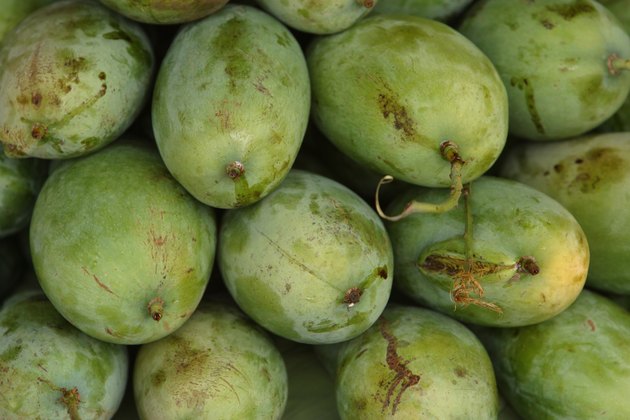 How To Induce A Mango Tree To Flower 