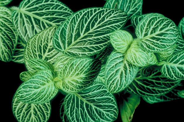 Fittonia foliage