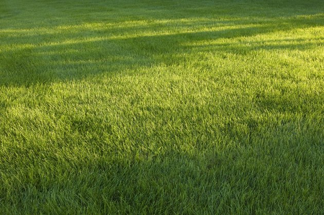 Grass