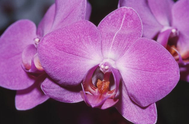 How To Grow Phalaenopsis Orchids From Seeds Hunker 0351