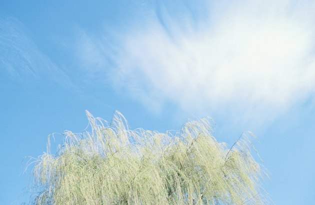 Weeping willow against sky