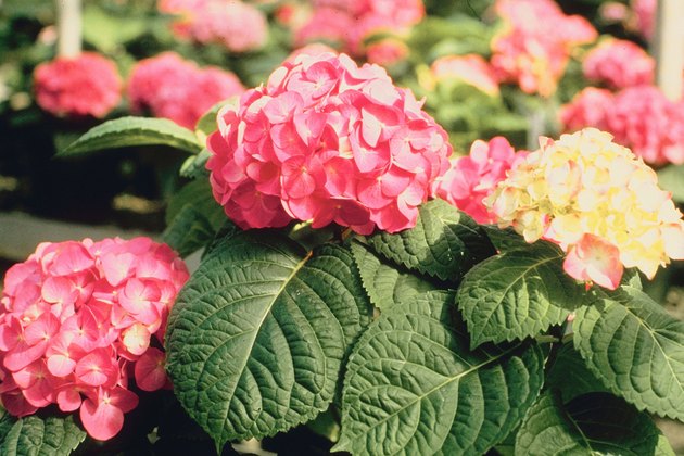 Blooming hydrangea