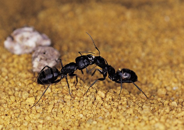 Can Ants Live Without Their Queen Hunker