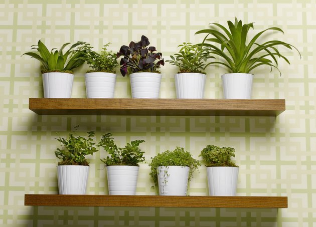 Pot plant arranged on shelf, close-up