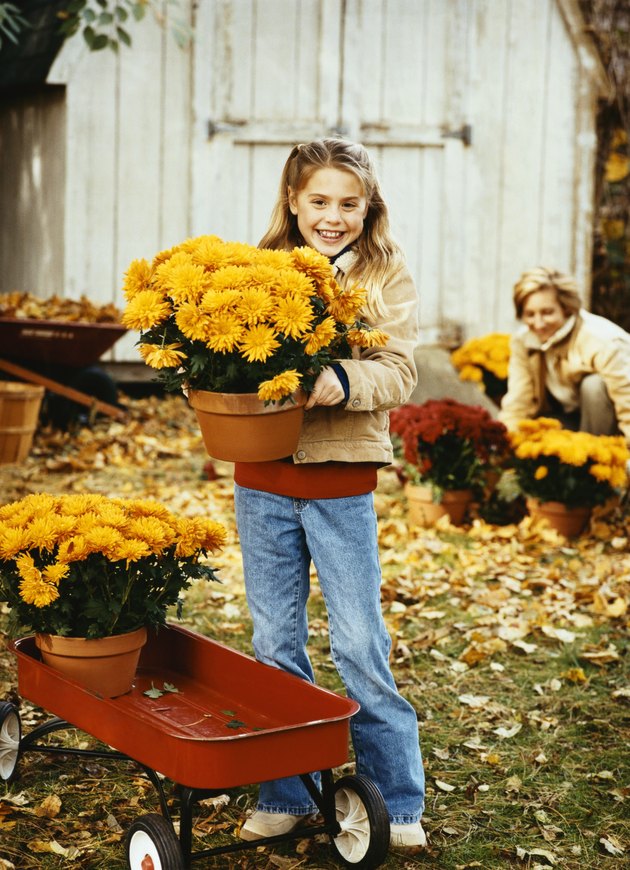 Smiling Young Girl Stands in Her Garden Holding a Pot of Chrysanthemums, Her Mother in the Background