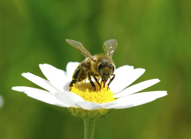 Bee