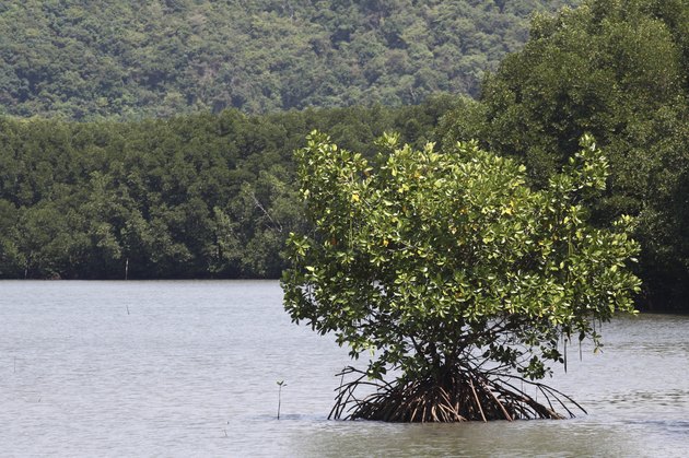 Tree in mangrove