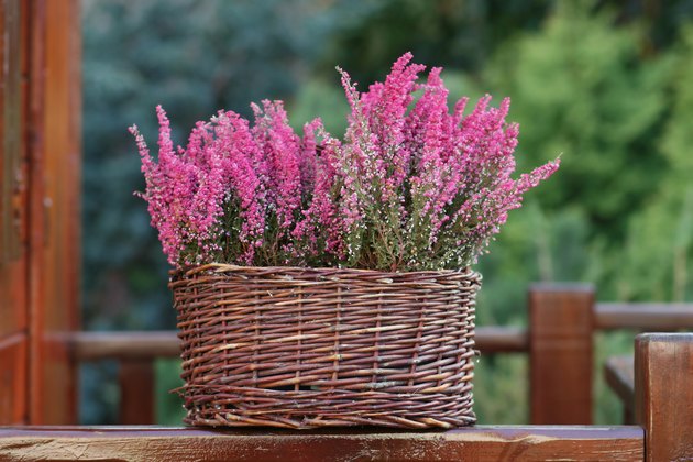 What Is the Meaning of the Heather Flower? | Hunker