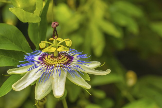 Blue Passion Flower