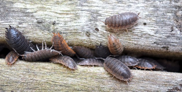 Sow bug
