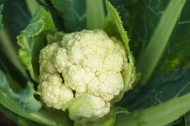 Cauliflower in the garden