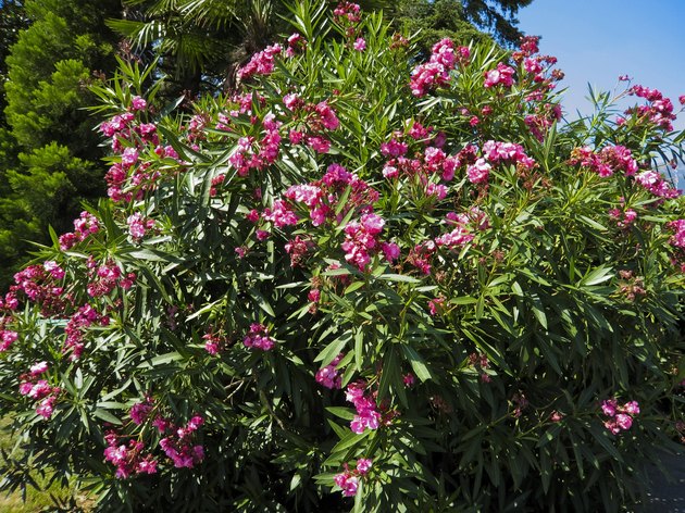 Pink oleander