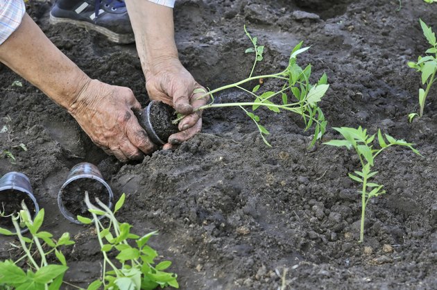 planting a tomato seedling