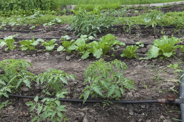 Drip irrigation system