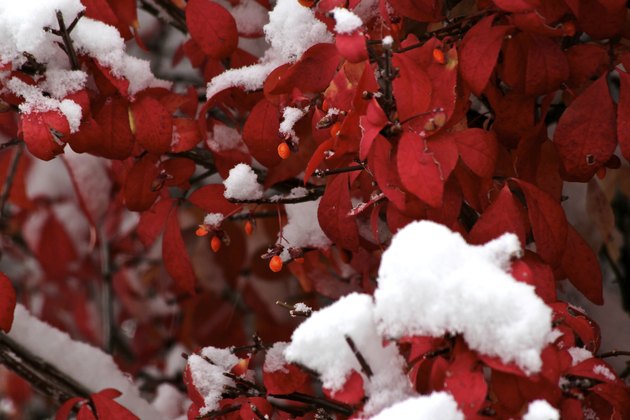 Cooled burning bush