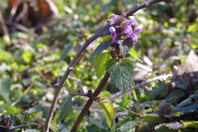 Red Deadnettle - Lamium purpureum