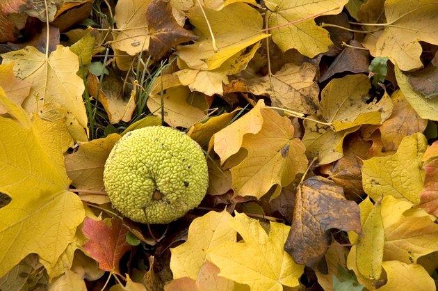 Hedgeapple