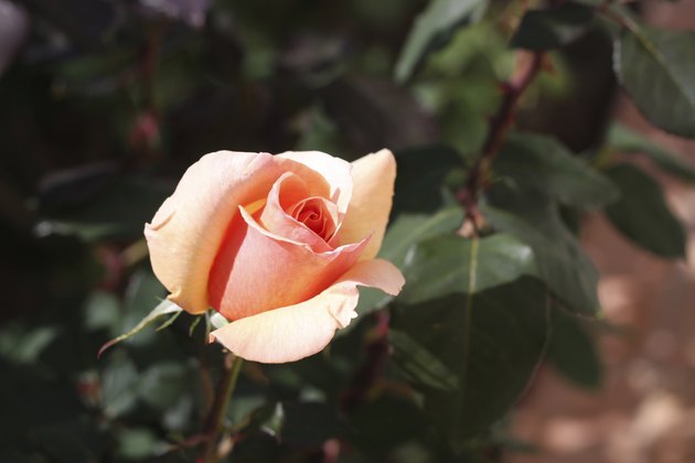 FIRST ROSE OF SPRING