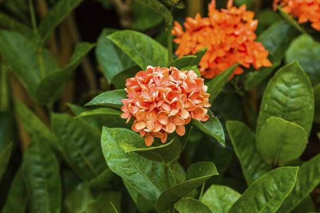 Little orange flowers of rubiaceae tree.