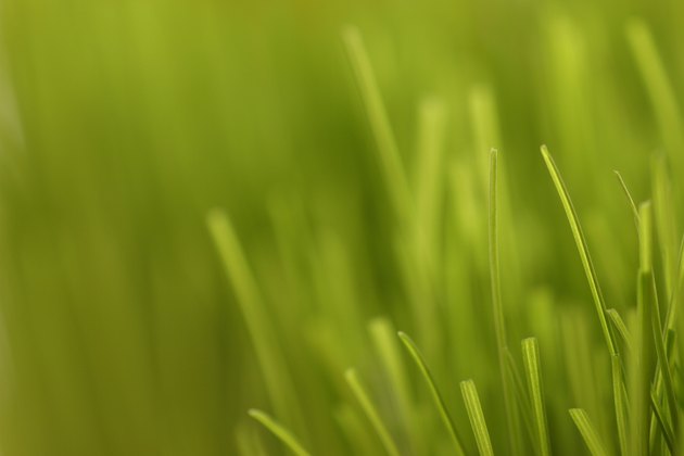 Blades of grass