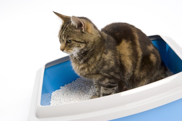 how-to-get-wet-kitty-litter-out-of-the-carpet-hunker