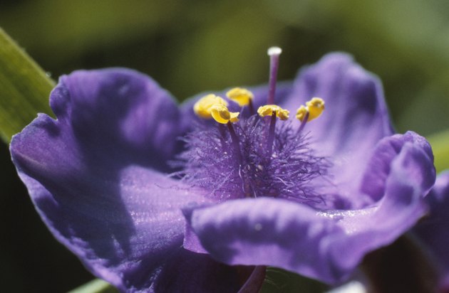 Close up of a purple flower