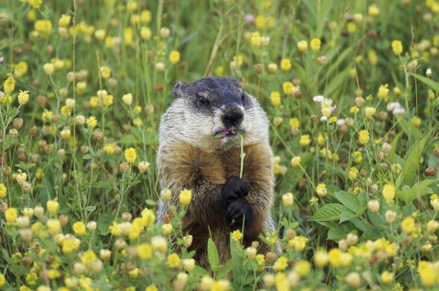 Groundhogs are members of the squirrel family.