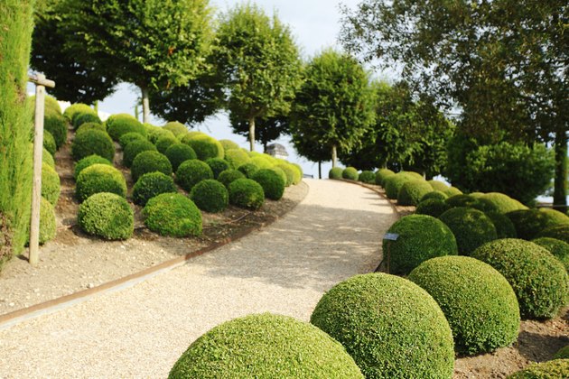 Boxwood in Amboise