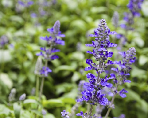 The Best Perennials for Texas | Hunker