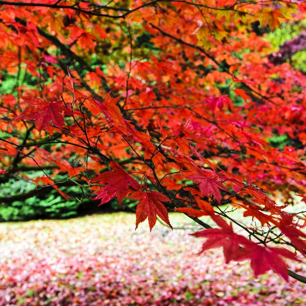 Red Japanese Maple or Acer.