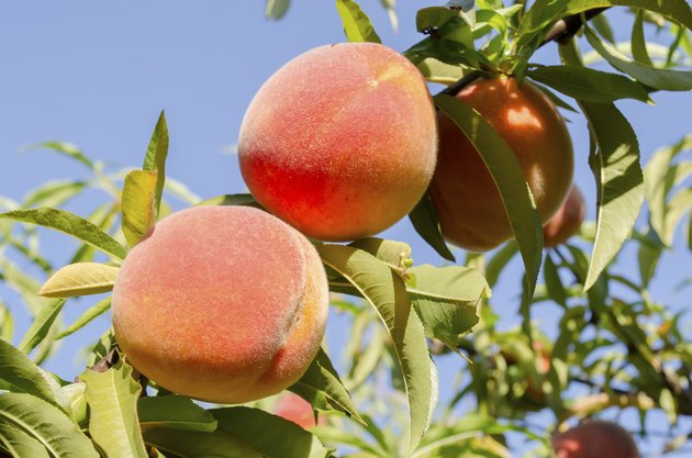 Peaches on tree